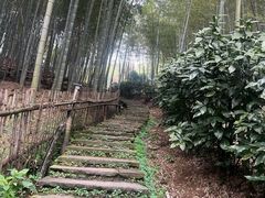 -宁波浙东大竹海景区