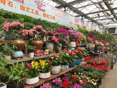 -江阴花鸟市场