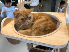 -飞行喵MR PILOT|猫舍·猫咖(静安大融城店)