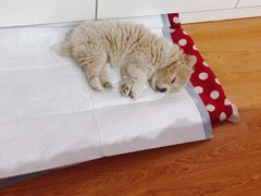 -圣宠动物医院·犬猫专科·影像中心·外科中心