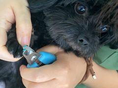 -安安宠医·安宠宠物医院