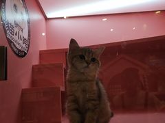 -小时光咖啡馆(北锣鼓巷店)
