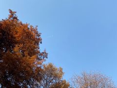 -新虹桥中心花园