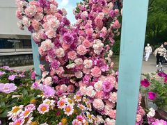 -上海鲜花港
