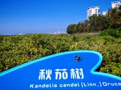 -北海金海湾红树林生态旅游区