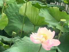 -荷塘月色湿地公园·向阳花洲