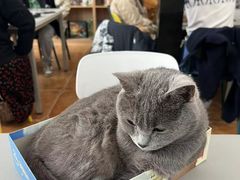 -莱姆星桌游·拼豆·团建