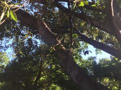 -墨尔本皇家植物园