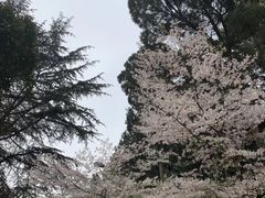 -武汉大学-樱园