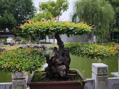 -泰州凤城河风景区-泰山公园