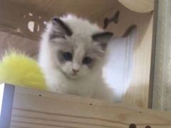 -Bastet sally猫舍购宠(静安店)