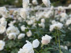 -人民公园(罗湖区)