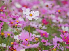 -香蜜公园