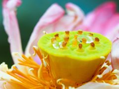 -陈家山荷花公园