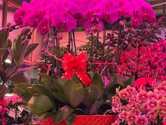-花鸟鱼虫鲜花绿植市场(玉泉路店)