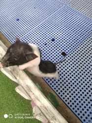 -萌宠亲子动物乐园(槐房万达店)