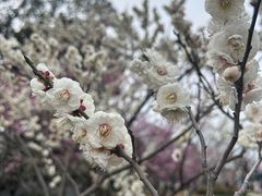 -无锡梅园公园