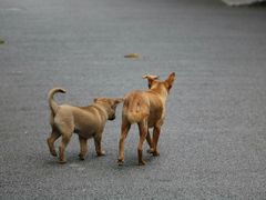 -国际邮轮中心码头(厦鼓码头)