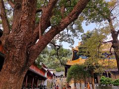 -普陀山风景名胜区-法雨禅寺