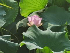 -花溪公园