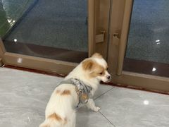 -瑞鹏宠物医院·骨科·猫科·内科(第一中心)