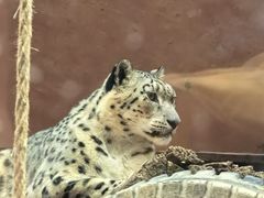 -青藏高原野生动物园