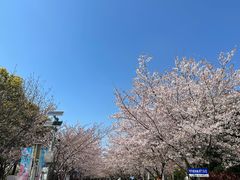 -高东镇樱花园