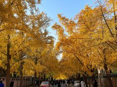 -三里屯东五街银杏大道