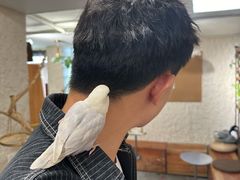 -吉丁鸟咖·异宠·寄养