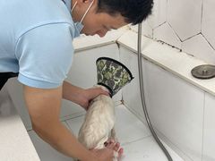 -瑞鹏宠物医院犬猫全科(真大分院)