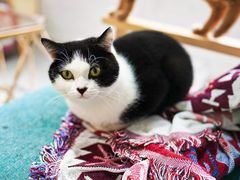 -喵屿·大理花园猫咖