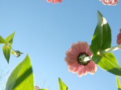 -花开海上生态园