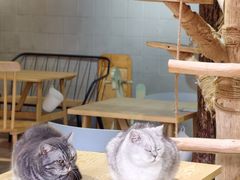 -豆逗聊愈猫阁Easy Life