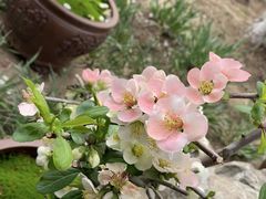 -海棠花溪(元大都城垣遗址公园)