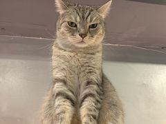 -猫儿山۰猫主题餐厅