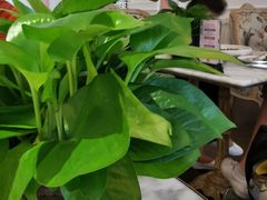 -花舍·新派粤菜·西餐·下午茶(亚运村·鸟巢店)