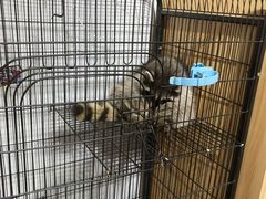 -浣熊柯尔鸭土拨鼠·电玩咖