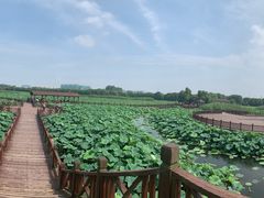-荷塘月色湿地公园·向阳花洲