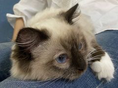 -鼓捣猫呢主题猫咖店