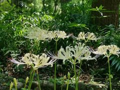 -杭州植物园