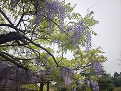 -嘉定紫藤园