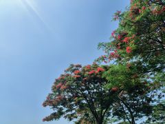-顺峰山公园