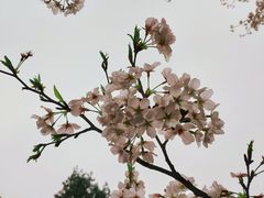 -武汉大学-樱园