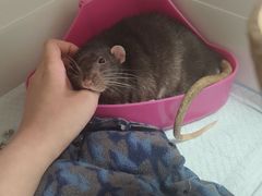 -北京观赏动物医院·24小时大型综合·猫专科·异宠专科