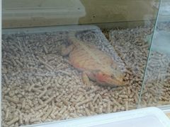 -中环花鸟鱼虫市场