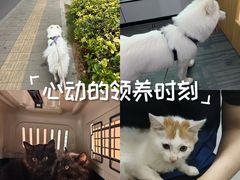 -pd派德宠物中心医院24H急重症·眼科中心·血液透析中心(嵩山北路店)