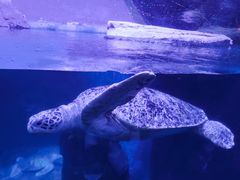 -海合安武汉极地海洋公园