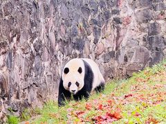 -都江堰中华大熊猫苑