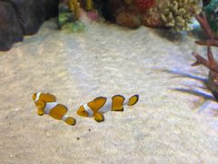 -上海海洋水族馆