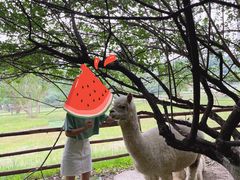 -秀丽东方